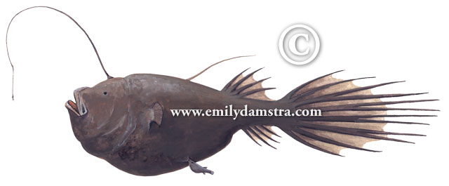 Ceratias holboelli Krøyer, 1845